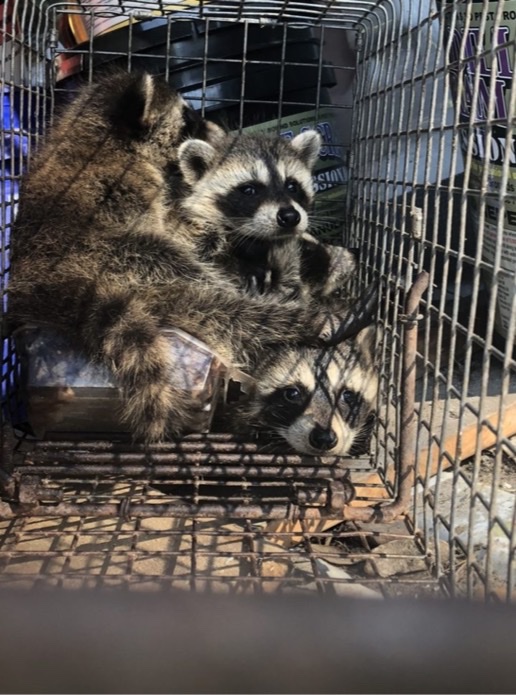 Three Juvenile raccoons in a cage trap